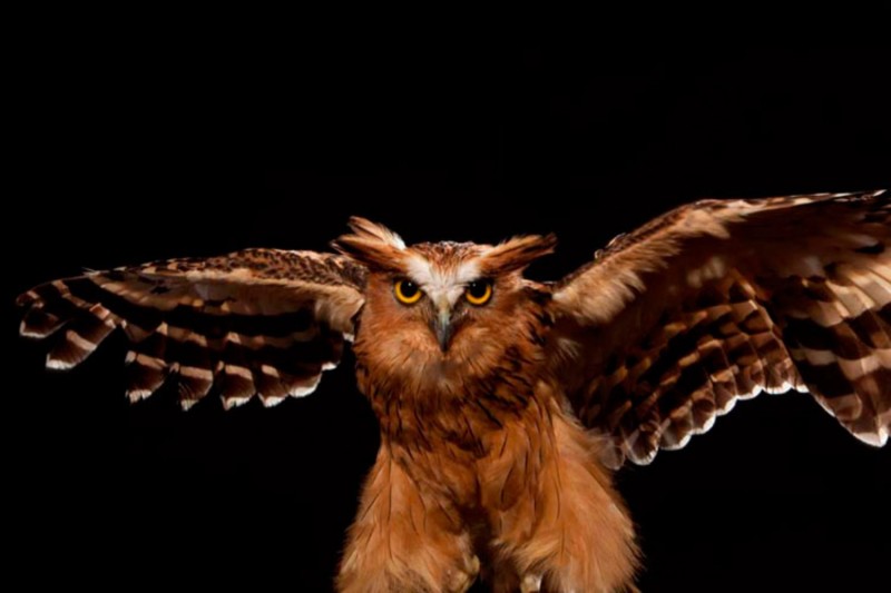 4D Theatre di Bali Bird Park