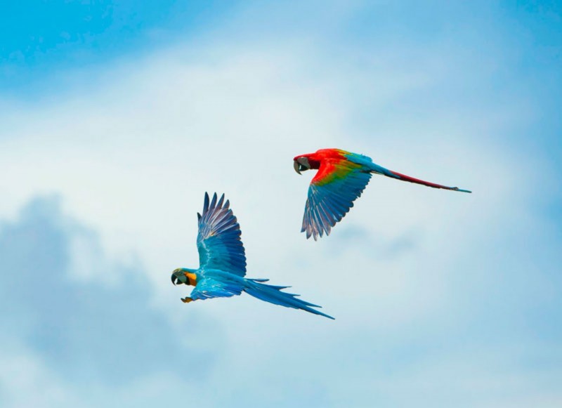 Bali Rain Forest di Bali Bird Park