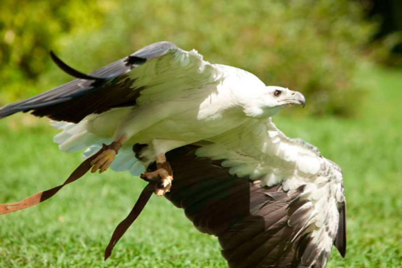 Basic Instinct di Bali Bird Park