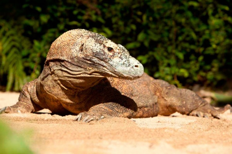 Komodo Experience Di Taman Burung Bali