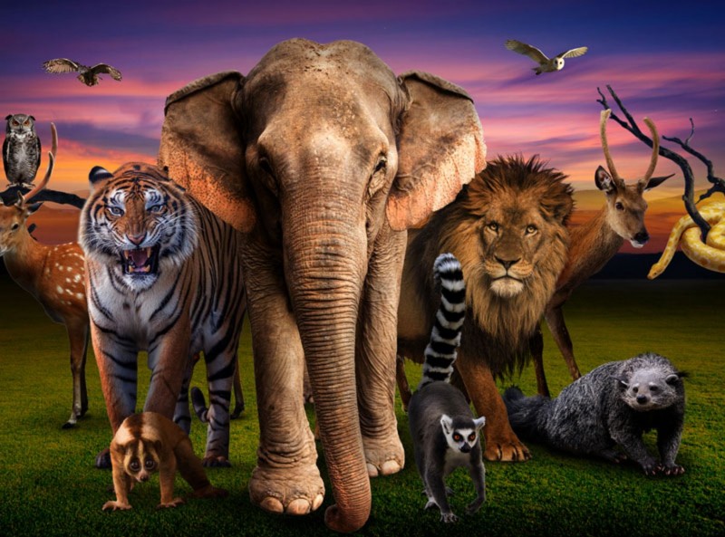 Night at the Zoo Di Kebun Binatang Bali