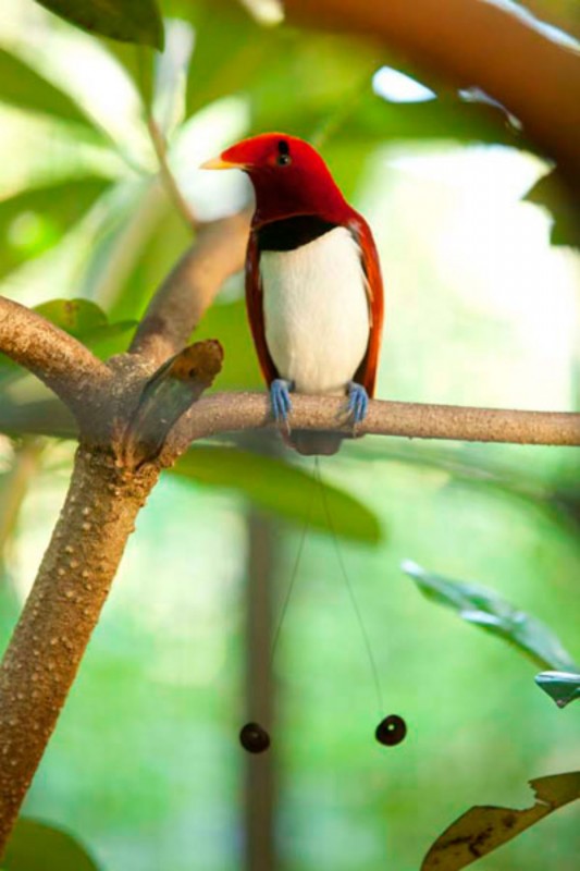 Papua Rainforest Feed di Bali Bird Park