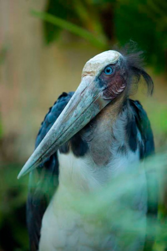 Pelican Feeding di Bali Bird Park