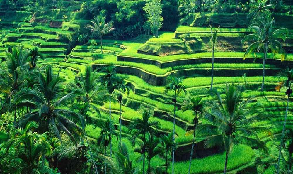 Tegalalang Rice terrace